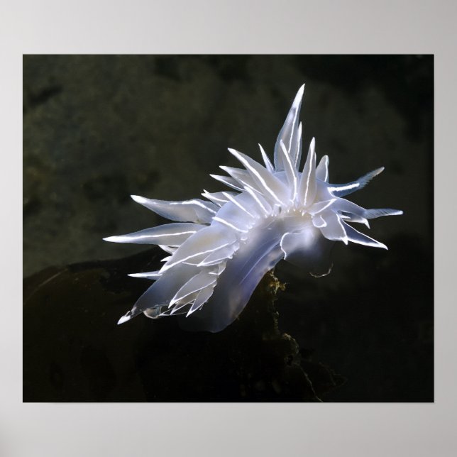 Alabaster Nudigren Poster (Framsidan)