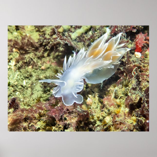 Alabaster Nudigren - Utskrift av finkonst Poster (Framsidan)