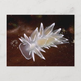 Alabaster Nudigren - vykort