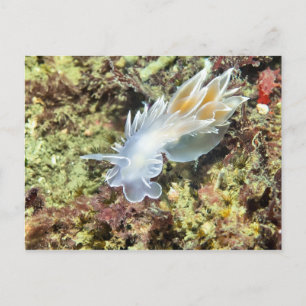 Alabaster Nudigren - vykort