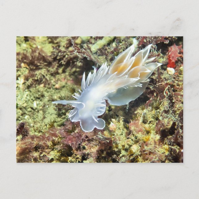 Alabaster Nudigren - vykort (Framsida)