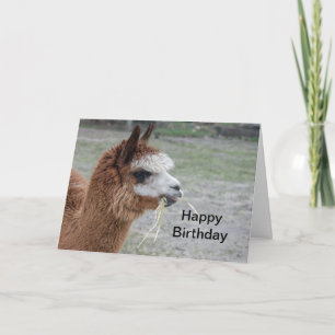 Alaca Eating Hay Animal Photo Birthday Kort
