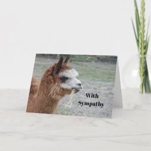 Alaca Eating Hay Animal Photo Sympathy Kort