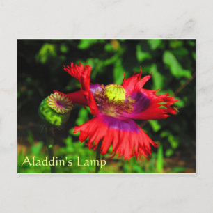Aladdins lampa vykort