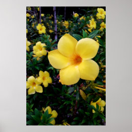 Alamanda Poster
