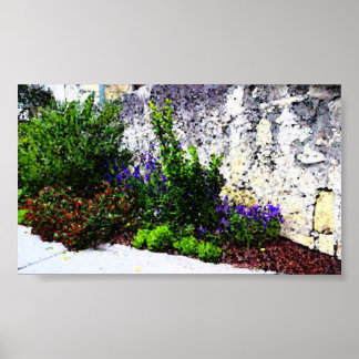 Alamo-blommor Poster