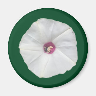 Alamo Vine Magnet