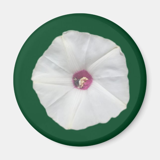 Alamo Vine Magnet (Framsidan)