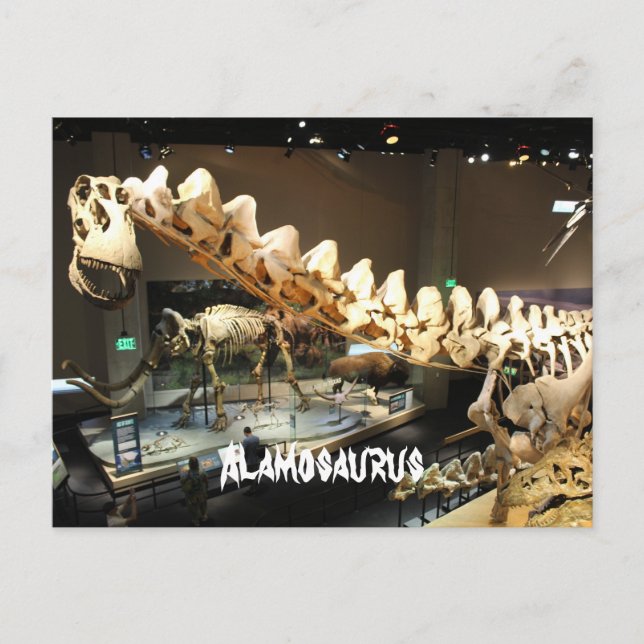 Alamosaurus nr 2 vykort (Framsida)