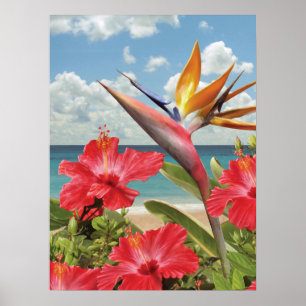Alan Giana "hibiskus i paradis" affisch