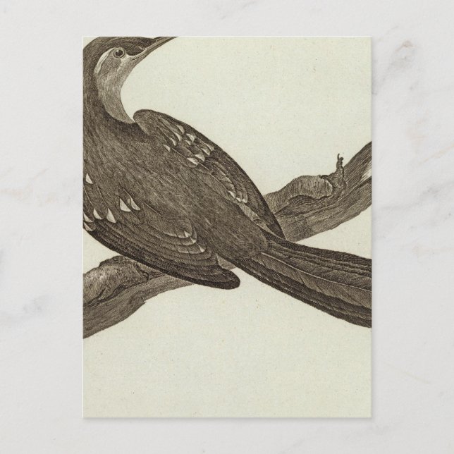 Alaska 2 vykort (Framsida)