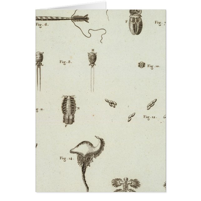 Alaska 3 hälsningskort (Framsidan)