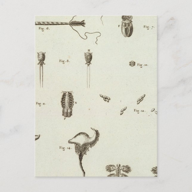 Alaska 3 vykort (Framsida)