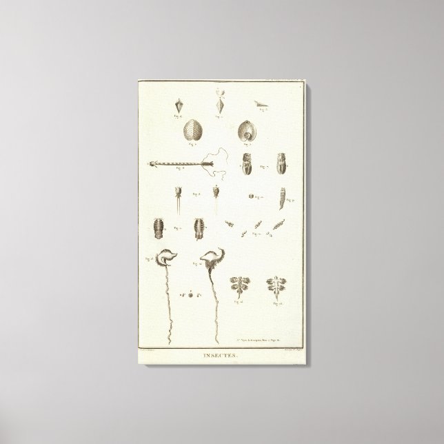 Alaska 5 canvastryck (Framsida)