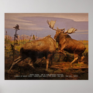 alaska älg poster