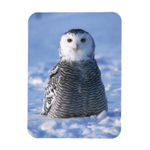 Alaska Arctic Winter Snowy Uggla Designad Magnet