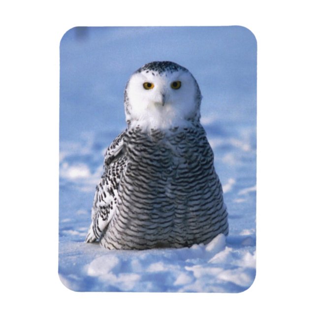 Alaska Arctic Winter Snowy Uggla Designad Magnet (Vertikal)