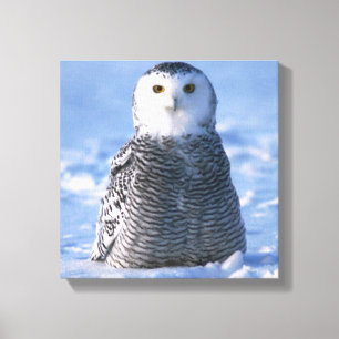 Alaska Arktiska sojus Uggla Photo Designad Canvastryck