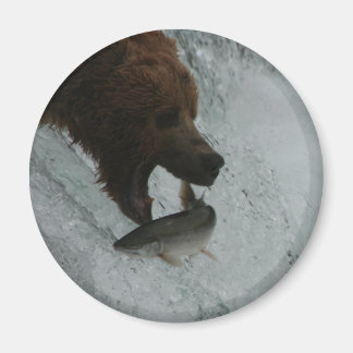 Alaska Bear-fångstlax Magnet
