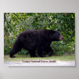 Alaska Bear Poster
