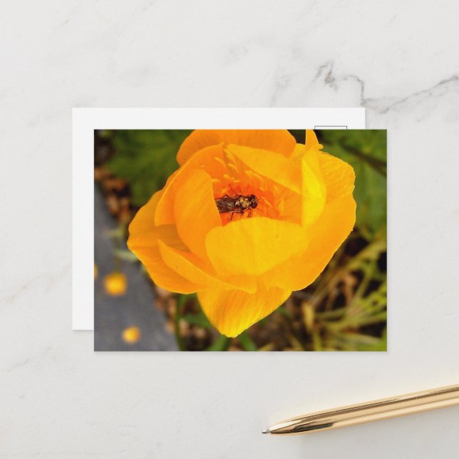 Alaska Beauties Vykort (Fram/Back In Situ)