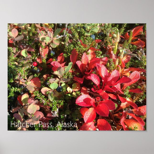 Alaska Berry Poster (Framsidan)