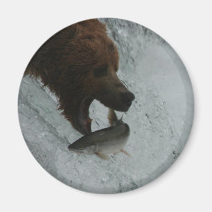 Alaska björn som fångar laxen magnet