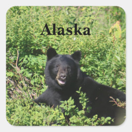 Alaska - Black Bear i Berry Busks Fyrkantigt Klistermärke
