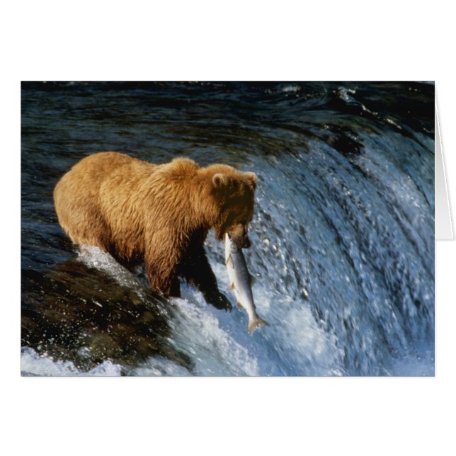 Alaska Brown Bear Catching Salmon vid Brooks Hälsningskort (Framsidan Horizontal)