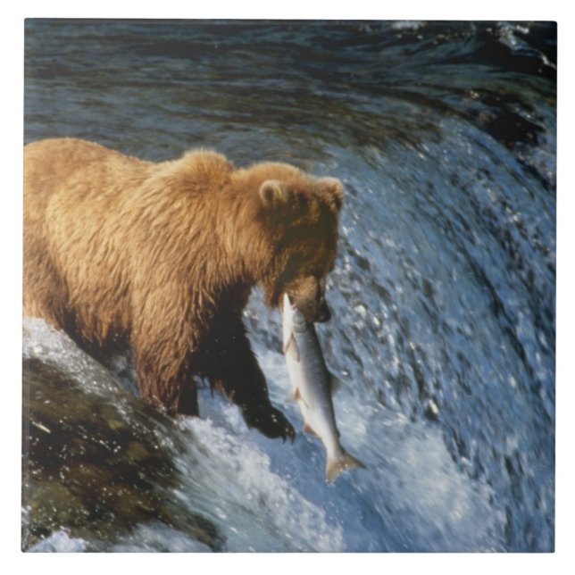 Alaska Brown Bear Catching Salmon vid Brooks Kakelplatta (Framsidan)