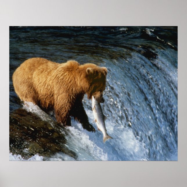 Alaska Brown Bear Catching Salmon vid Brooks Poster (Framsidan)