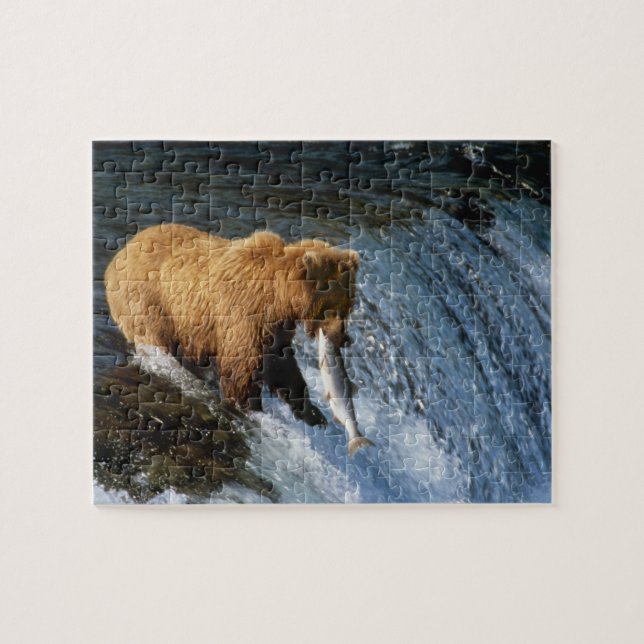 Alaska Brown Bear Catching Salmon vid Brooks Pussel (Horisontell)