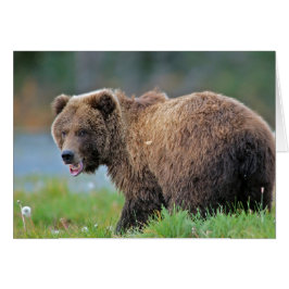 Alaska Brown Bear med munnen öppen Hälsningskort