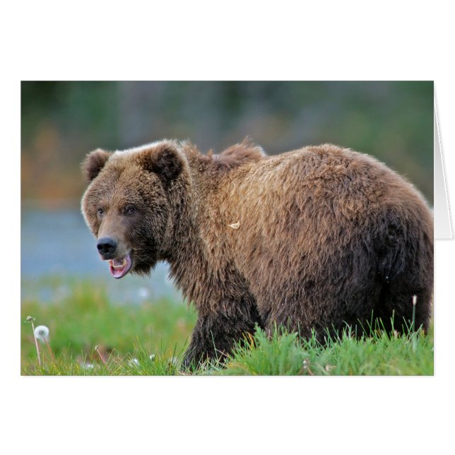 Alaska Brown Bear med munnen öppen Hälsningskort (Framsidan Horizontal)