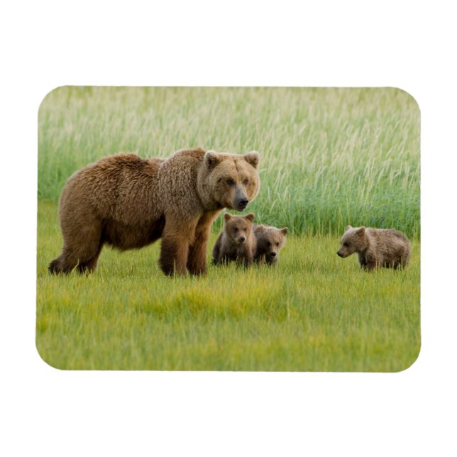 Alaska Brown Bear med Unge i en Meadow Magnet (Horisontell)
