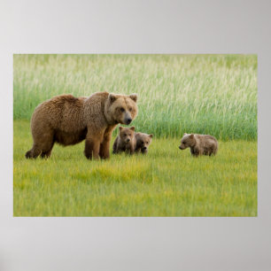 Alaska Brown Bear med Unge i en Meadow Poster
