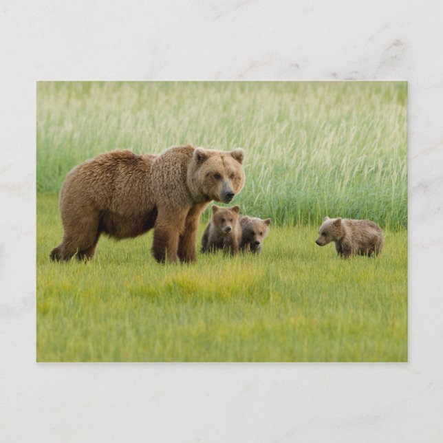 Alaska Brown Bear med Unge i en Meadow Vykort (Framsida)