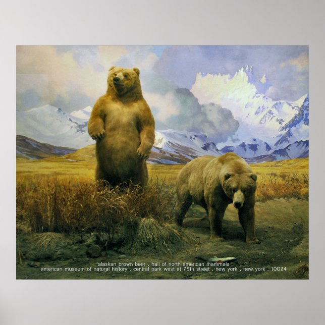 Alaska Brown Bear Poster (Framsidan)