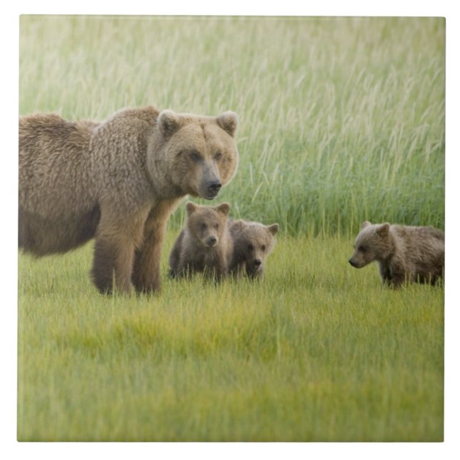 Alaska Brown Bear Sow och tre Unge, Ursus Kakelplatta (Framsidan)