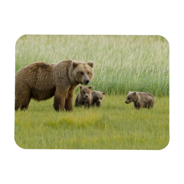 Alaska Brown Bear Sow och tre Unge, Ursus Magnet (Horisontell)