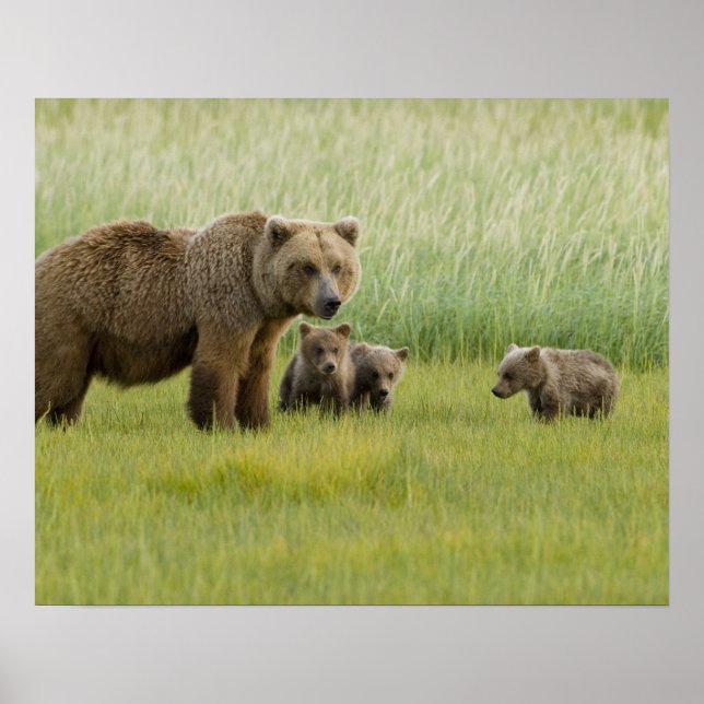 Alaska Brown Bear Sow och tre Unge, Ursus Poster (Framsidan)