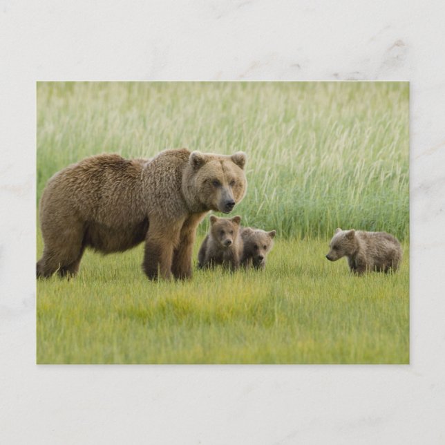 Alaska Brown Bear Sow och tre Unge, Ursus Vykort (Framsida)