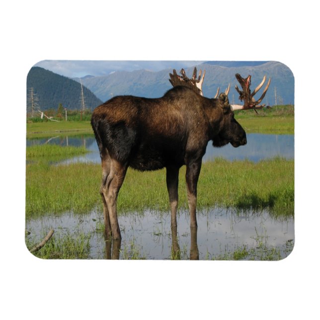 Alaska Bull Moose Antlers Marsh Photo Designad Magnet (Horisontell)