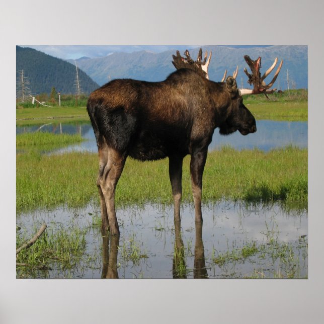 Alaska Bull Moose Antlers Photo Designad Poster (Framsidan)