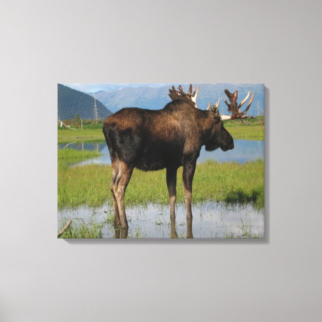 Alaska Bull Moose in Scenia Marsh Photo Design Canvastryck (Framsida)