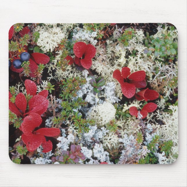 Alaska, Denali National Park, Arctic tundra is Musmatta (Framsidan)