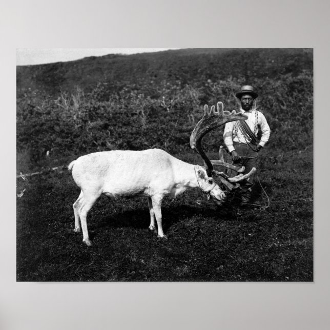 Alaska eskimo och infångade renar poster (Framsidan)