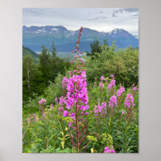 Alaska Fireweed Poster