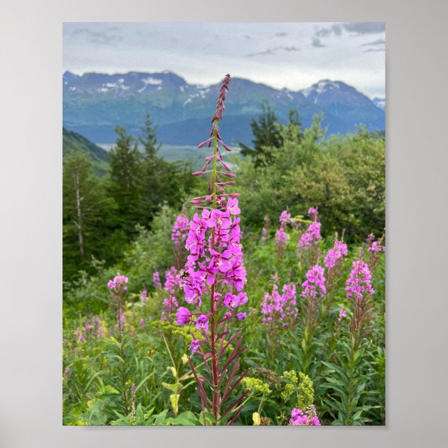 Alaska Fireweed Poster (Framsidan)