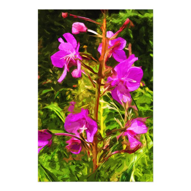 Alaska Fireweed Rosa Wildblomme Abstrakt Fototryck (Framsidan)